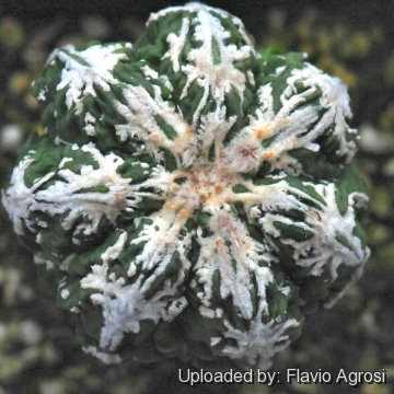 Astrophytum myriostigma cv. Fire Works