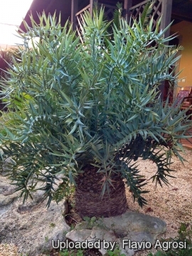 Encephalartos horridus