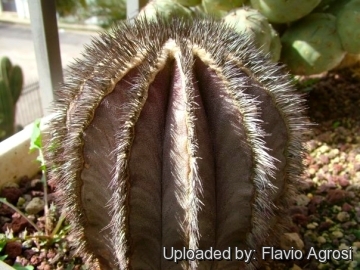 Uebelmannia pectinifera