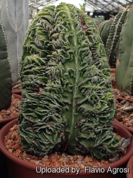 Astrophytum myriostigma cv. Hanakago