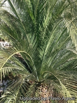 Macrozamia moorei