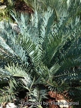 Encephalartos trispinosus