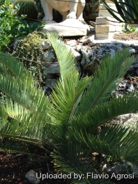 Encephalartos friderici-guilielmi