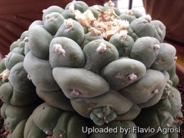 Lophophora williamsii var. fricii cv. Marbles