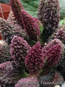 Adromischus marianae f. herrei