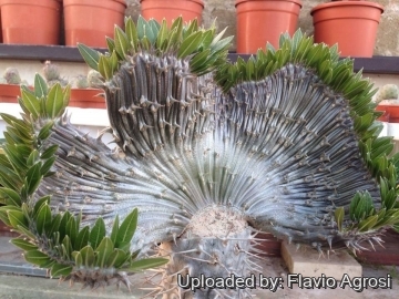 Pachypodium horombense f. cristata