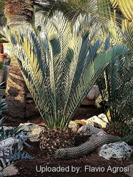 Encephalartos lehmannii