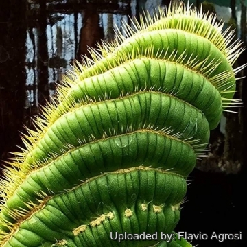 Eulychnia castanea cv. varispiralis cristata