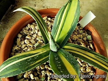 Agave americana var. picta