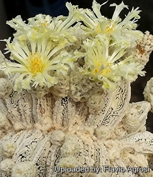 Astrophytum myriostigma cv. Onzuka cristata