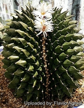 Obregonia denegrii f. cristata