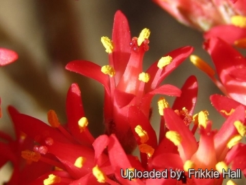 Crassula perfoliata var. falcata