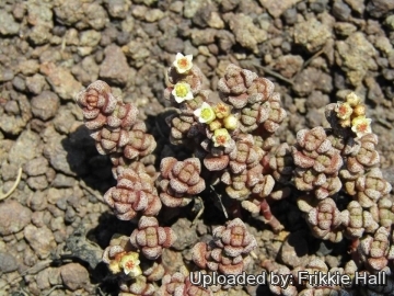 Crassula corallina