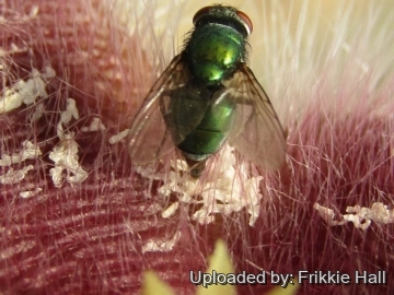 Stapelia grandiflora
