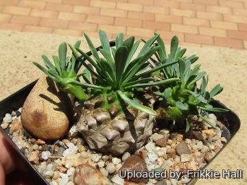 Euphorbia cv. Cocklebur