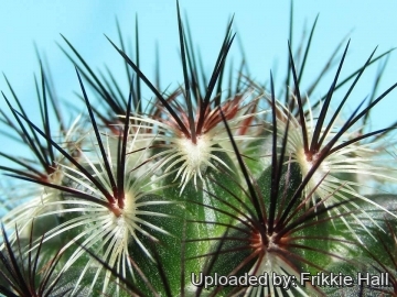 Mammillaria microhelia