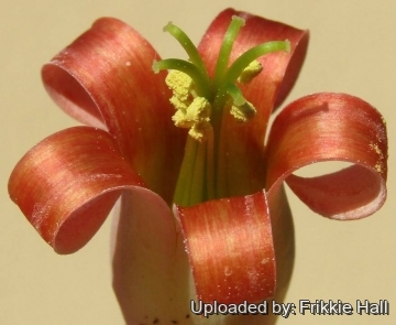 Cotyledon orbiculata