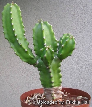 Euphorbia royleana