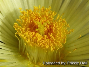 Pleiospilos compactus
