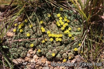 Euphorbia clavarioides var. truncata