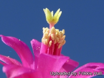 Oreocereus doelzianus var. sericatus