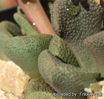 Aloinopsis rosulata