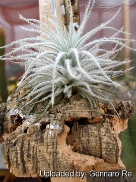 Tillandsia tectorum