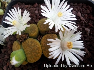 Lithops lesliei C036A TL: Near Warrenton, South Africa cv. albinica