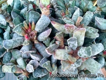 Adromischus cooperi