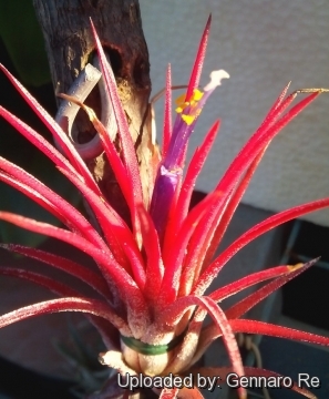 Tillandsia ionantha cv. Fuego