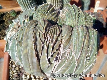 Euphorbia obesa f. cristata