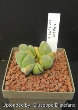 Gibbaeum dispar