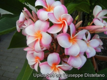 Plumeria rubra