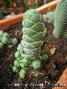 Crassula barklyi