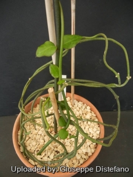 Ceropegia sandersonii