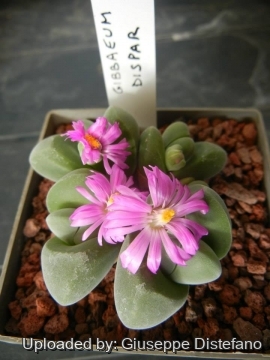 Gibbaeum dispar