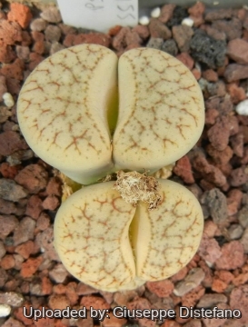 Lithops pseudotruncatella subs. dendritica