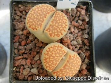 Lithops julii C063 60 km SE of Warmbad, Namibia