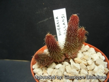 Huernia pillansii