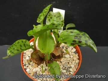 Drimiopsis maculata