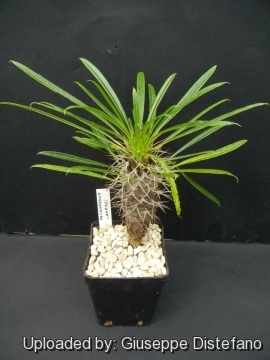 Pachypodium lamerei