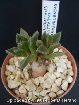 Nananthus transvaalensis