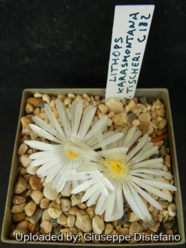 Lithops karasmontana var. tischeri C182 TL: 30 km NNE of Grünau, Namibia