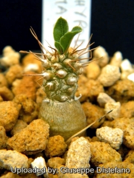 Pachypodium namaquanum