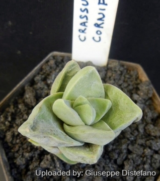 Crassula cornuta