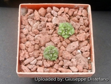 Euphorbia globosa