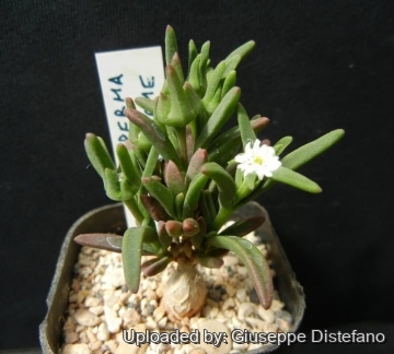 Delosperma napiforme