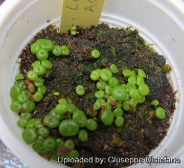 Lithops lesliei C036A TL: Near Warrenton, South Africa cv. albinica