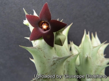 Orbea decaisneana subs. hesperidum