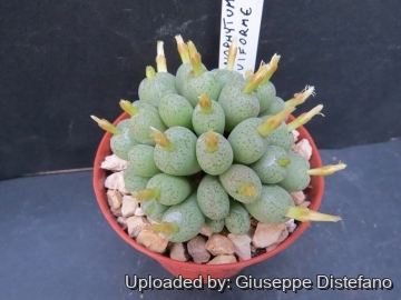 Conophytum uviforme
